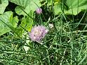 Chives flower